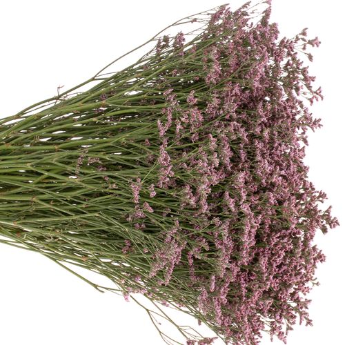 Limonium pink Piuma 60cm