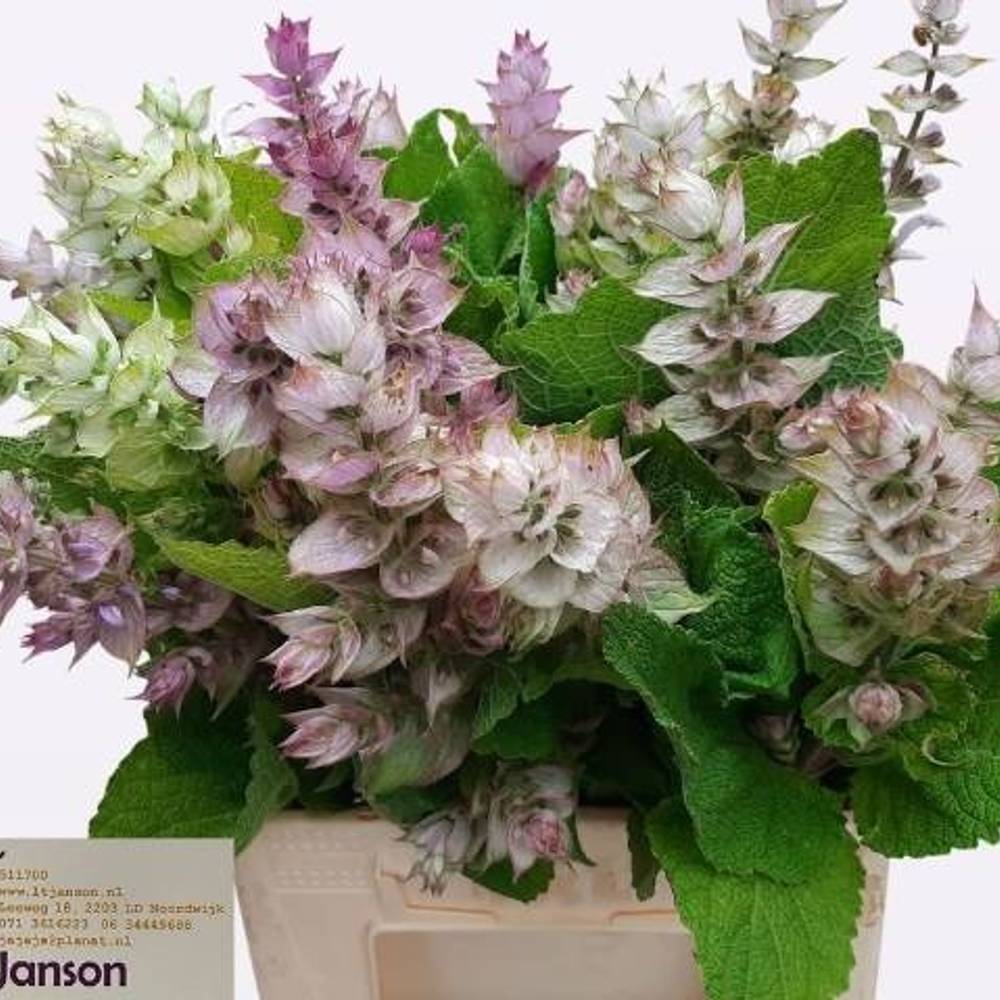 Salvia hellrosa/creme Jomi 45cm