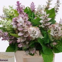 Salvia hellrosa/creme Jomi 45cm