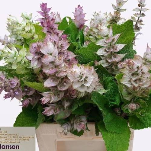 Salvia hellrosa/creme Jomi 45cm