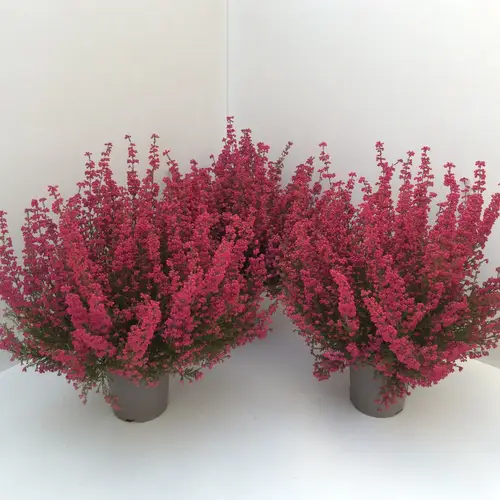 Erica Graciles rot T13 H035