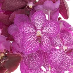 Vanda mix pink X8 Stiele