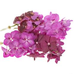 Vanda mix pink X8 Stiele