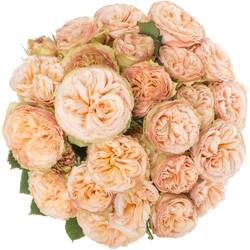 Rose verzweigt apricot Gentle Trendsetter 5+Blüte 60cm