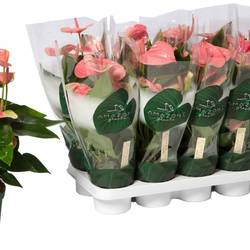 Anthurium rot Melito T12 H35