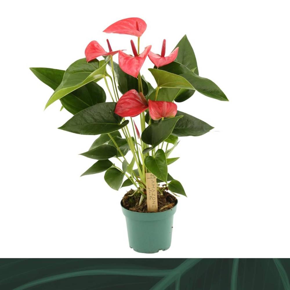 Anthurium dunkel rosa Melito T12 H035