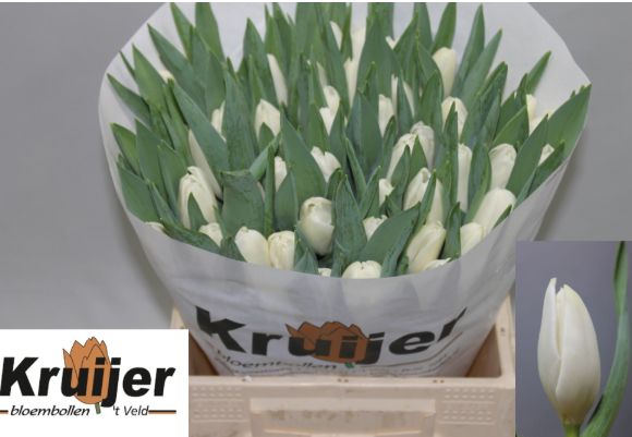 Tulpe weiss doppel Kosmos 42 Gramm