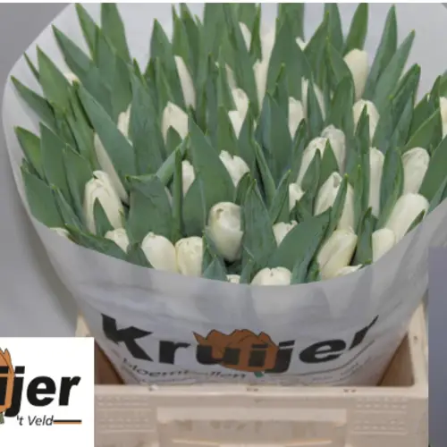 Tulpe weiss doppel Kosmos 42 Gramm