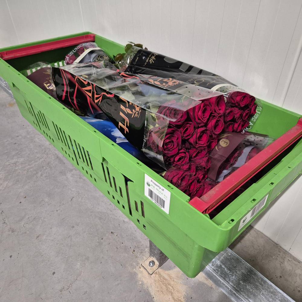 Holländische rote Rosen mix 24x10