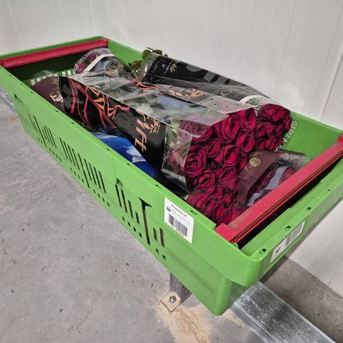 Holländische rote Rosen mix 24x10