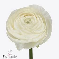 Ranunkel creme / weiss Success Niveo 45cm x 30