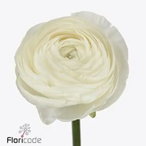 Ranunkel creme / weiss Success Niveo 45cm x 30