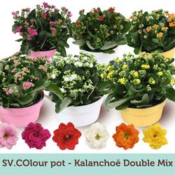 Kal.Gef. mix im Topf Schale T23 H027