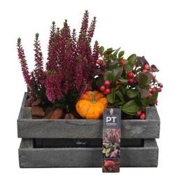 Garten.Arr PTHO4243 Herbst T24 H025