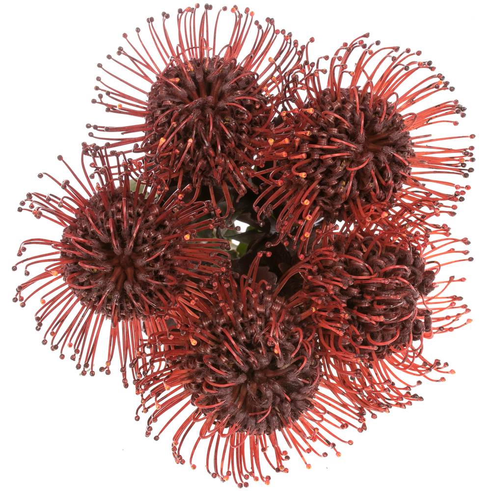 Nutans bordeaux gefärbt 50cm