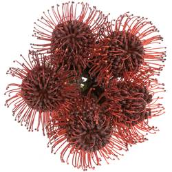 Nutans bordeaux gefärbt 50cm