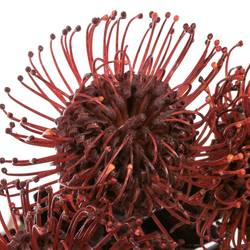 Nutans bordeaux gefärbt 50cm
