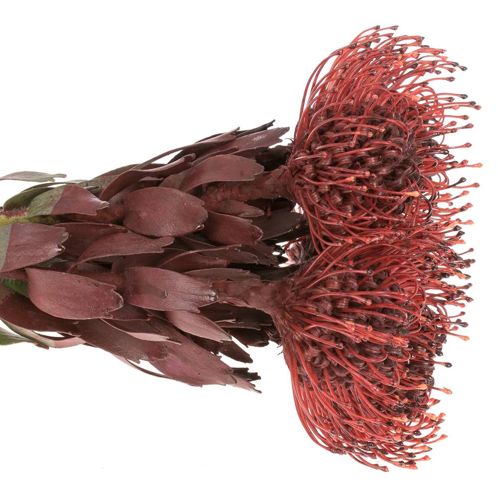 Nutans bordeaux gefärbt 50cm