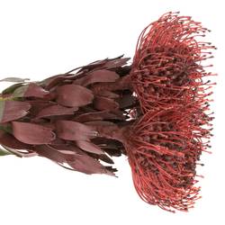 Nutans bordeaux gefärbt 50cm