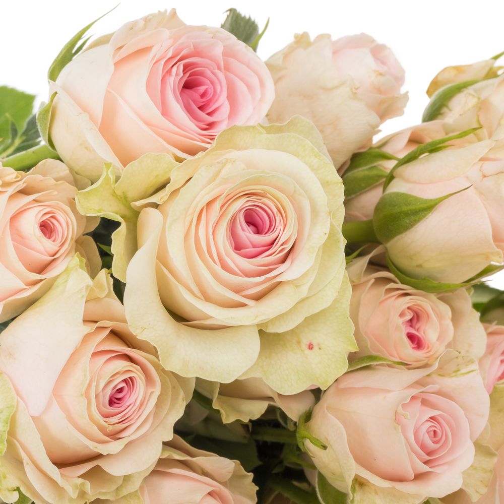 Rose verzweigt creme/hell rosa Good Mood 5+Blüte 50cm