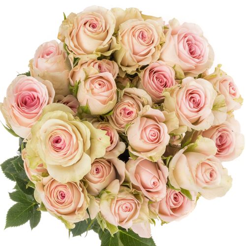 Rose verzweigt creme/hell rosa Good Mood 5+Blüte 50cm