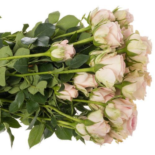 Rose verzweigt creme/hell rosa Good Mood 5+Blüte 50cm