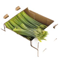 Narzisse gelb Stifte X40 Bund 95 Gramm 30cm