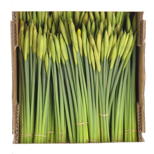 Narzisse gelb Stifte X40 Bund 95 Gramm 30cm