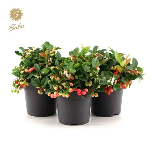 Gaultheria rot Proc. Ciao Bella T12 H025
