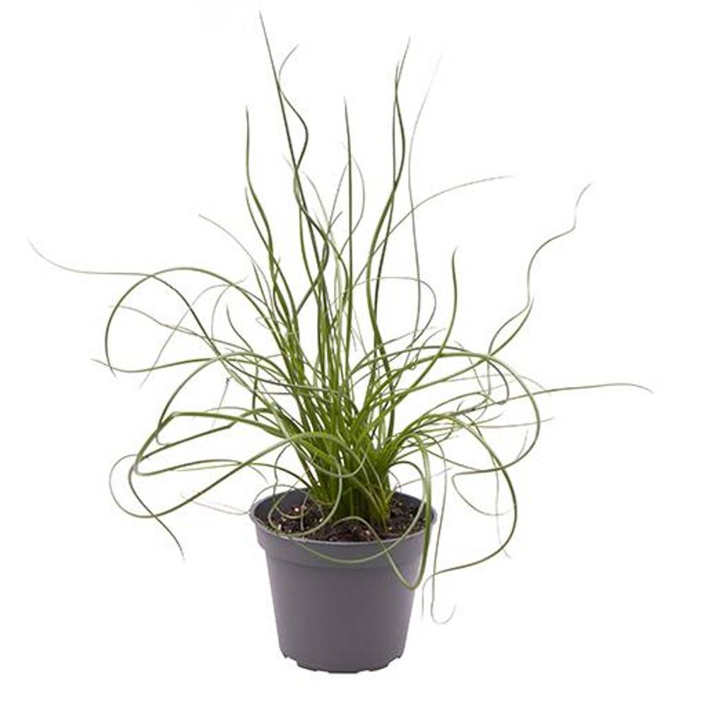 Juncus Spiralis Super Curl T06 H022