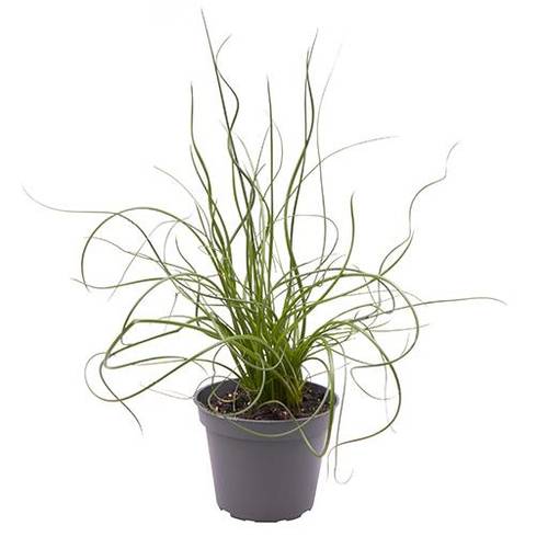 Juncus Spiralis Super Curl T06 H022