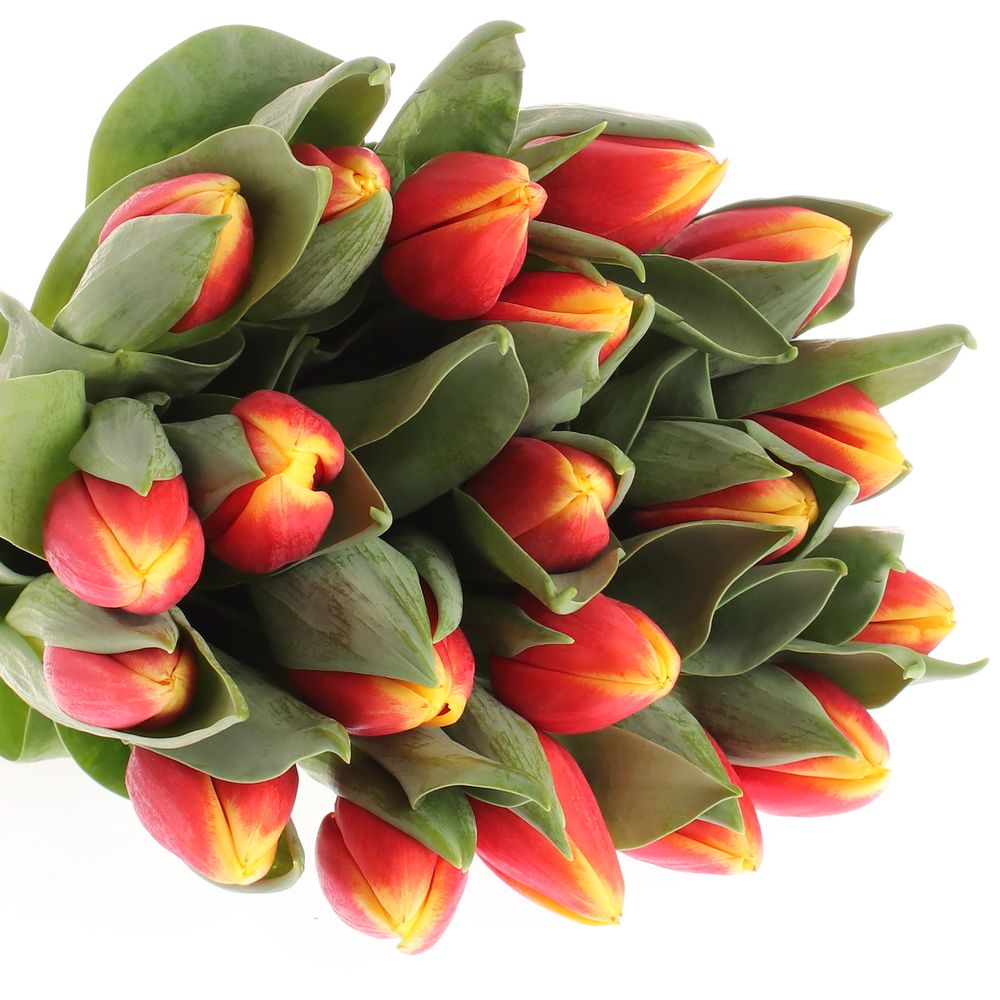 Tulpe rot/gelb Russia Triflor 40 Gramm