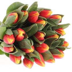 Tulpe rot/gelb Russia Triflor 40 Gramm