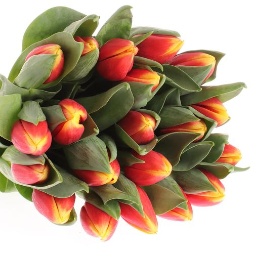 Tulpe rot/gelb Russia Triflor 40 Gramm