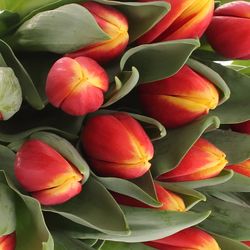 Tulpe rot/gelb Russia Triflor 40 Gramm
