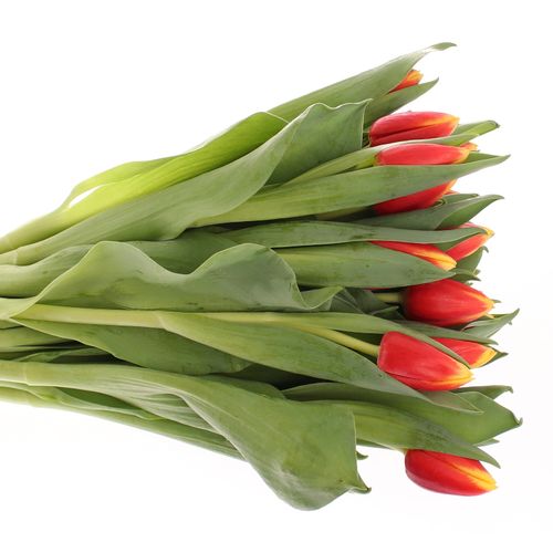 Tulpe rot/gelb Russia Triflor 40 Gramm
