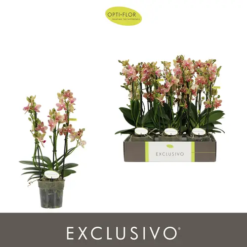 Phal.3-R rosa/hell gelb Pikachu Exclusiv T12 H045