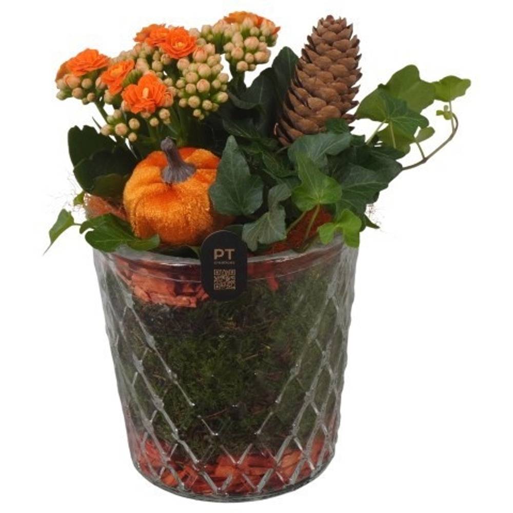 Kal.Arr PTHG8282 Herbst T12 H020