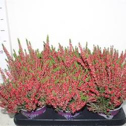 Calluna B.L.rot Schnäpch. Von Uhr T12 H025