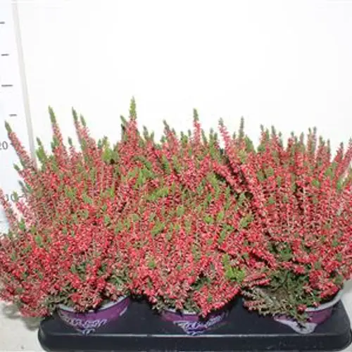 Calluna B.L.rot Schnäpch. Von Uhr T12 H025