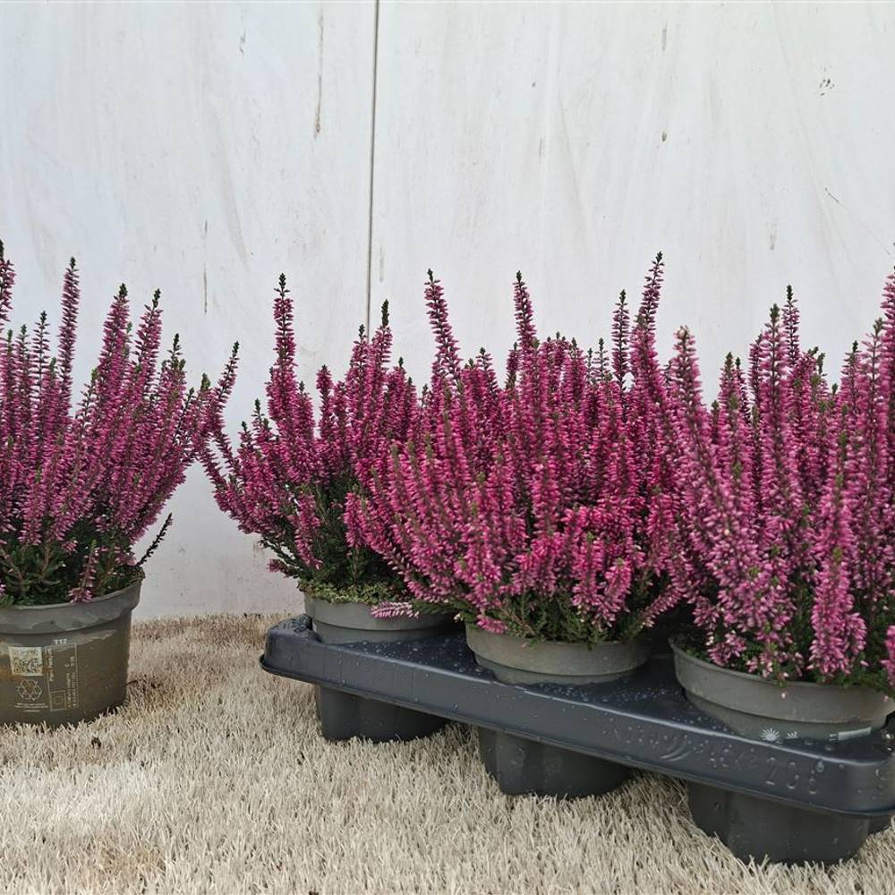 Calluna rosa Schnapch. Von Uhr T12 H025