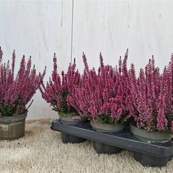 Calluna rosa Schnapch. Von Uhr T12 H025