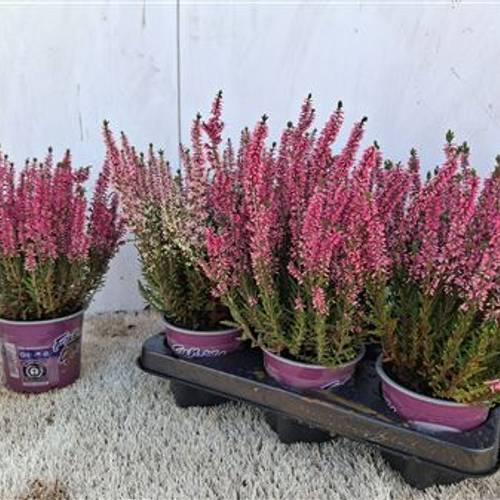 Calluna rosa Schnäpch. Von Uhr T12 H025
