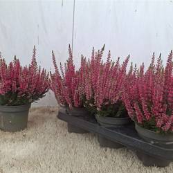 Calluna BL rosa T12 H025
