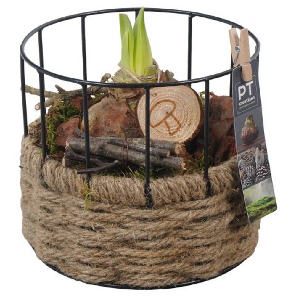 Amaryl.Arr PTAA7557 Herbst T17 H020