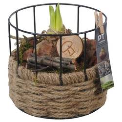 Amaryl.Arr PTAA7557 Herbst T17 H020