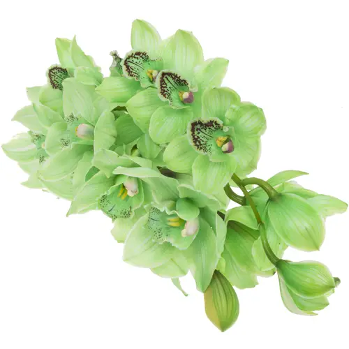 Cymbidium grün gefärbt 80cm 13+Blüte