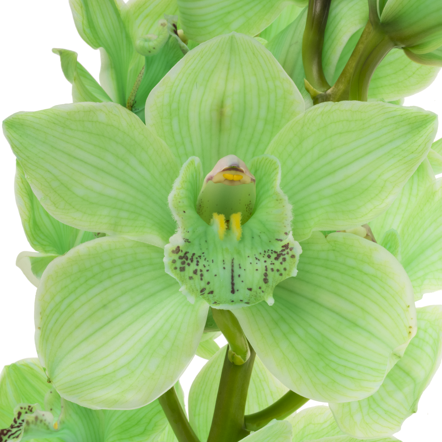 Cymbidium grün gefärbt 80cm 13+Blüte