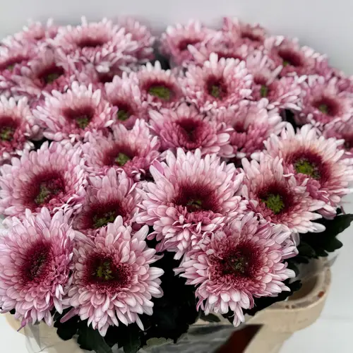 Chrys.Deko lila/dunkel lila Podolsk DE 80 Gramm 75cm