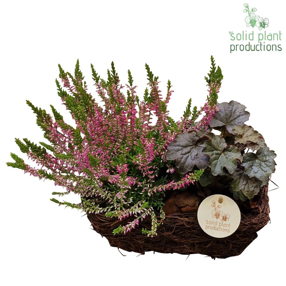 Garten.Arr SRS001 Small Herbst T24 H035